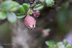 Cotoneaster brandisii